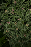 Rubus thibetanus RCP6-09 224.jpg